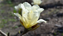 Magnolia naga Yellow River